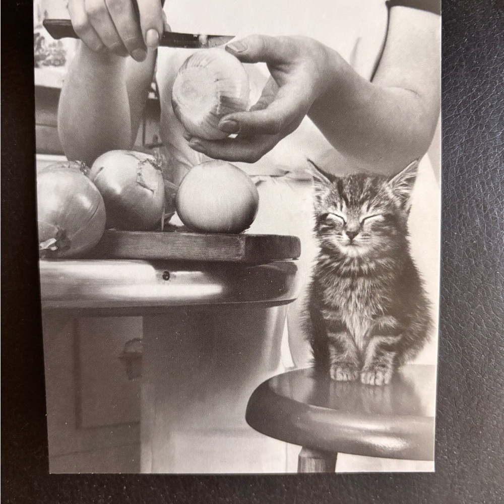 Crying Kitty Photography Print